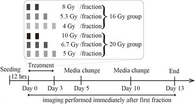 A Multi-Compartment Model of Glioma Response to Fractionated Radiation Therapy Parameterized via Time-Resolved Microscopy Data